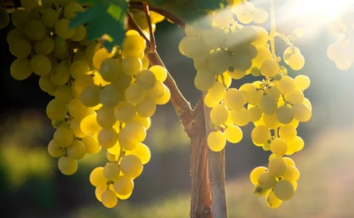 L'uso del caolino sui vitigni bianchi per preservare gli aromi dell'uva