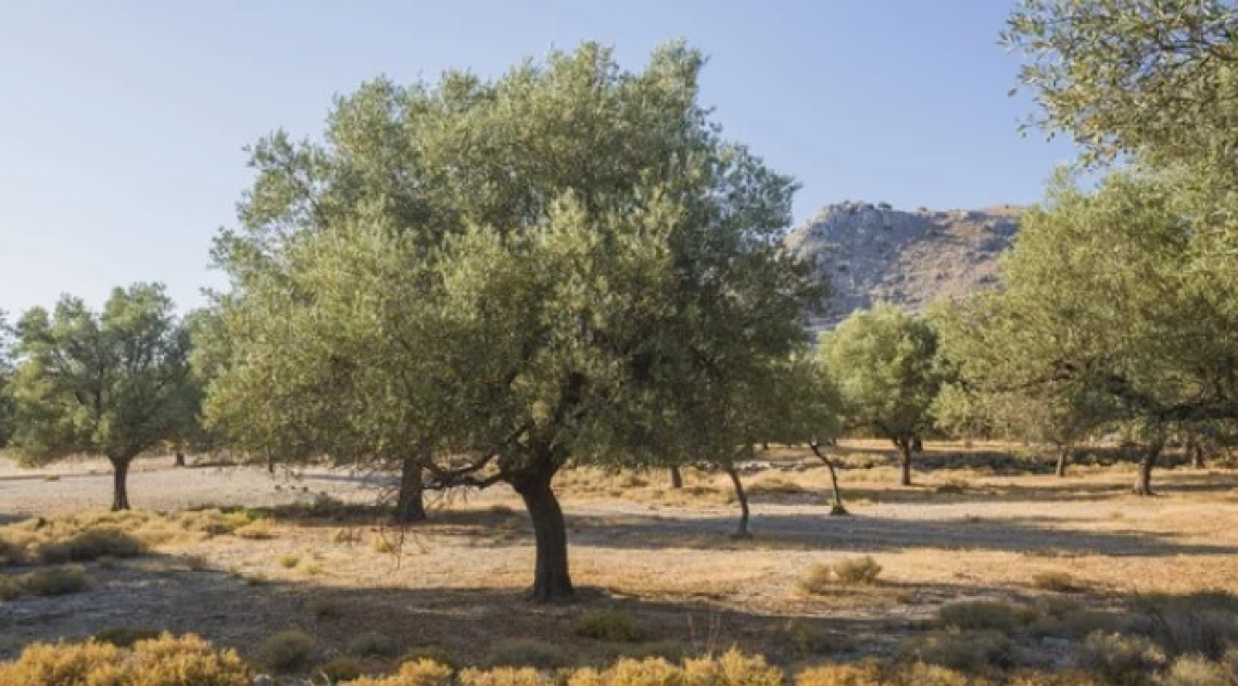 Il rilascio di nutrienti all’oliveto da parte dell’inerbimento