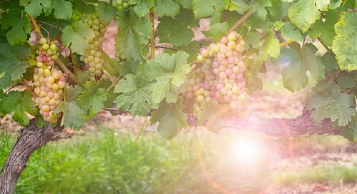 L'allarme di Assoenologi: la siccità mette a rischio la vendemmia