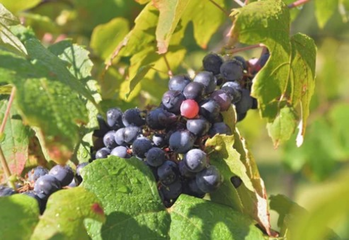 Il grande caldo fa anticipare la vendemmia di una settimana