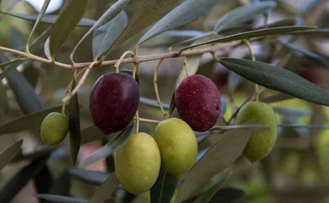 La siccità compromette la campagna olearia spagnola