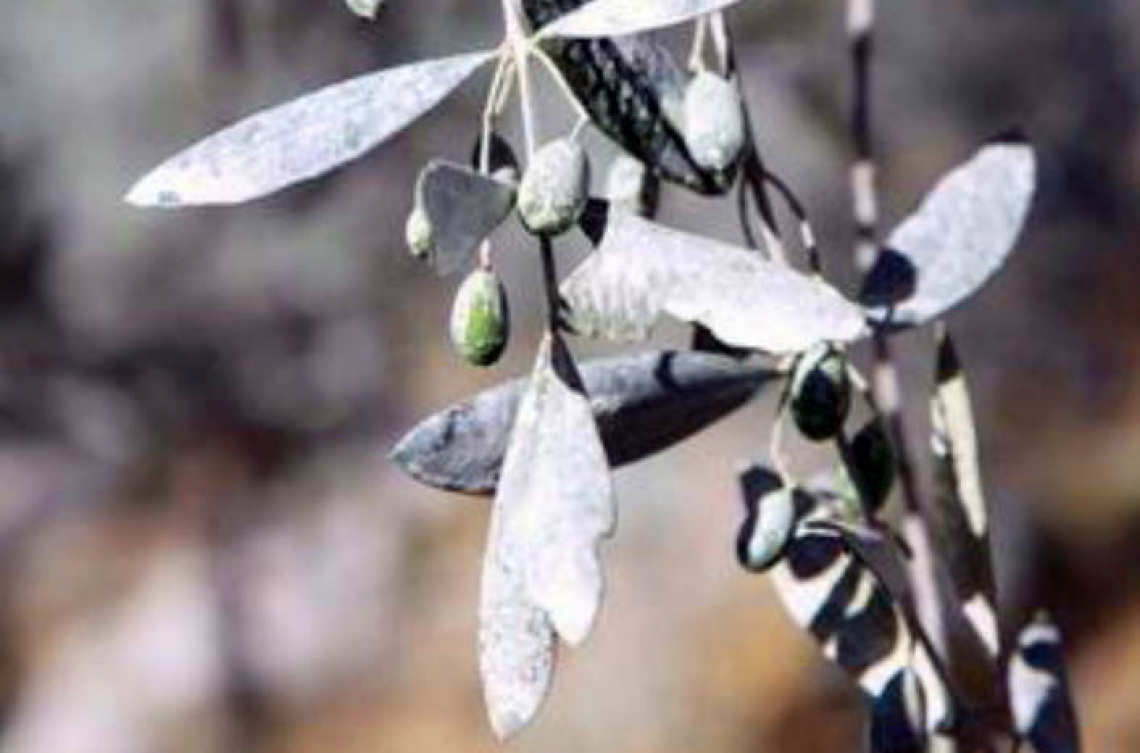 Il caolino e l'acido salicilico migliorano la produttività dell’oliveto in pre-raccolta