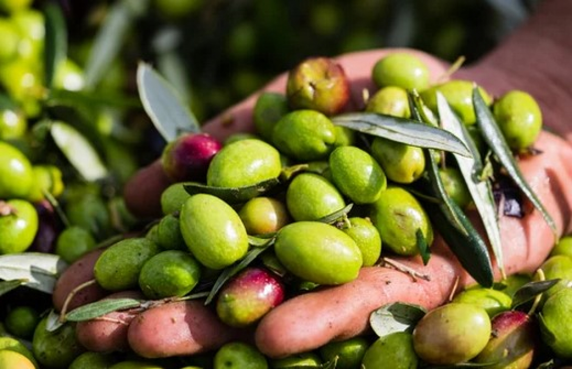 Non basta l’azoto, serve anche il magnesio per far produrre gli olivi