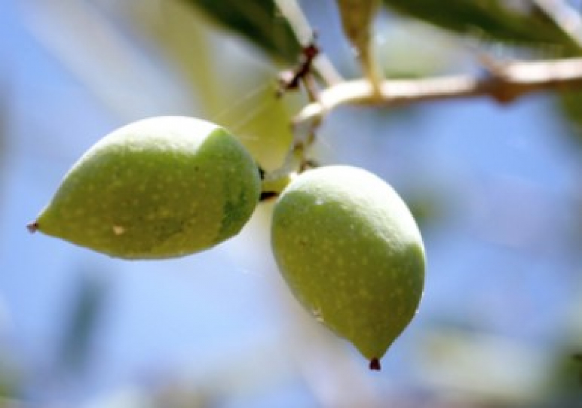 E' finito il boom dell'olivicoltura spagnola