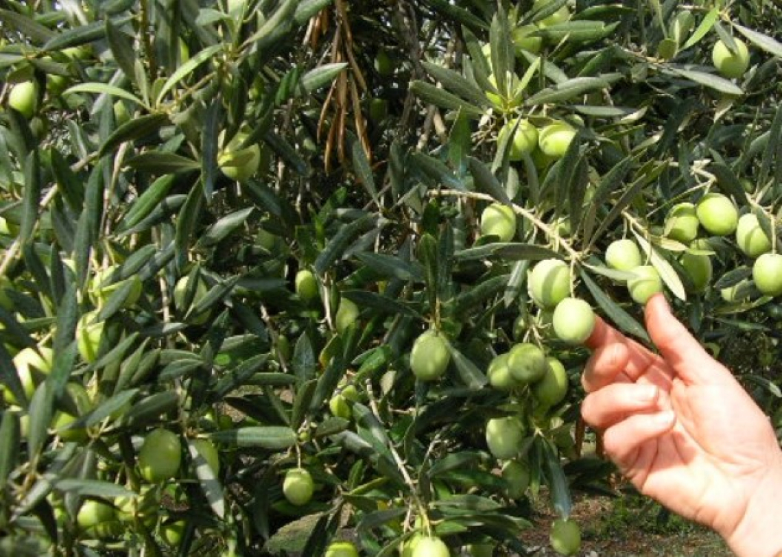 E' già tempo di raccogliere l'oliva Ascolana tenera