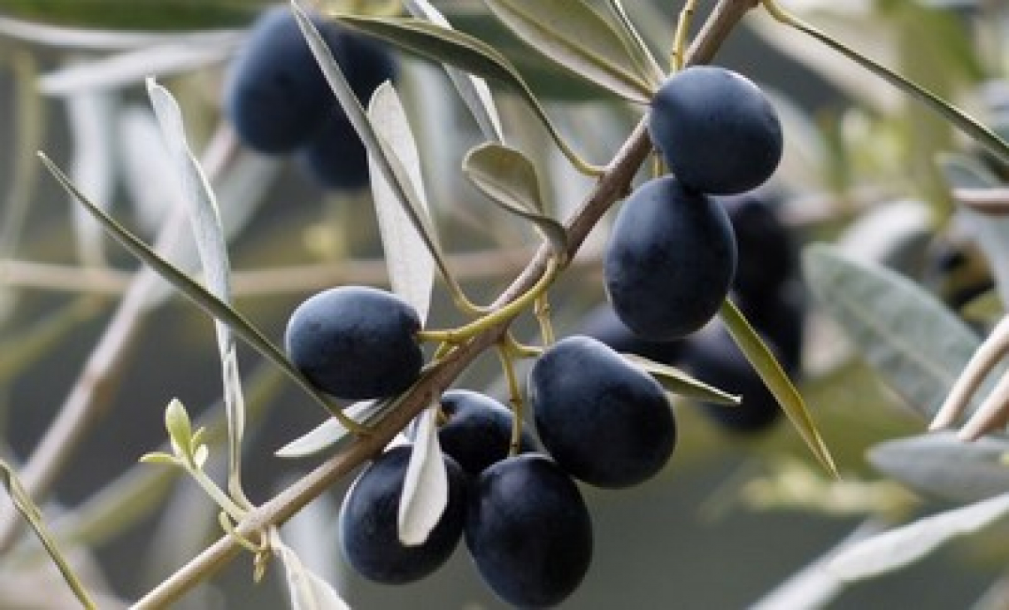 L’effetto dell’irrigazione e della concimazione azotata sul contenuto di steroli nell’olio extra vergine di oliva