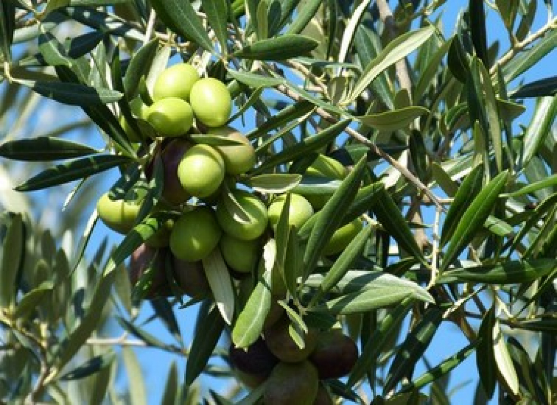 Migliorare l’efficienza di applicazione dei fitofarmaci in oliveti tradizionali e intensivi