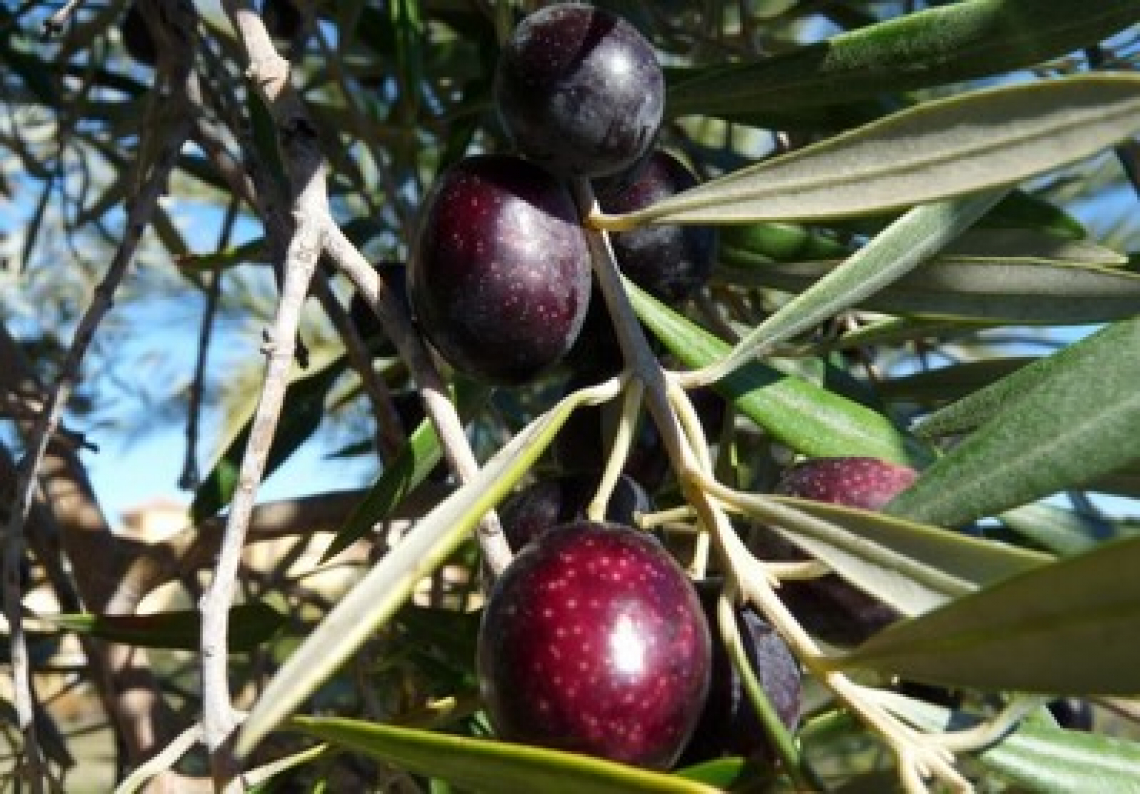 La concimazione degli olivi influenza la qualità dell’olio extra vergine di oliva
