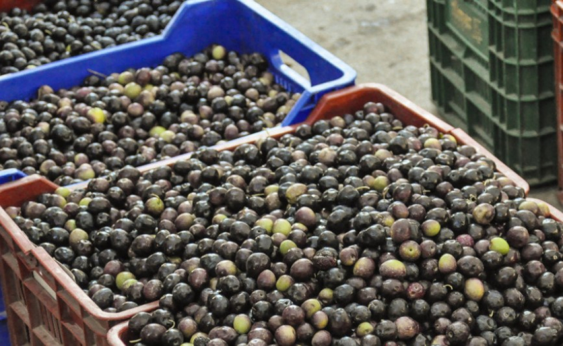 Volano i prezzi dell’olio extra vergine di oliva in Italia e in Spagna