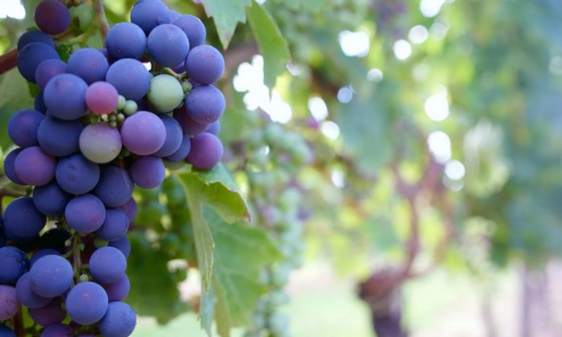 Caratterizzazione e valorizzazione delle uve Dolcetto nell'Ovada Docg