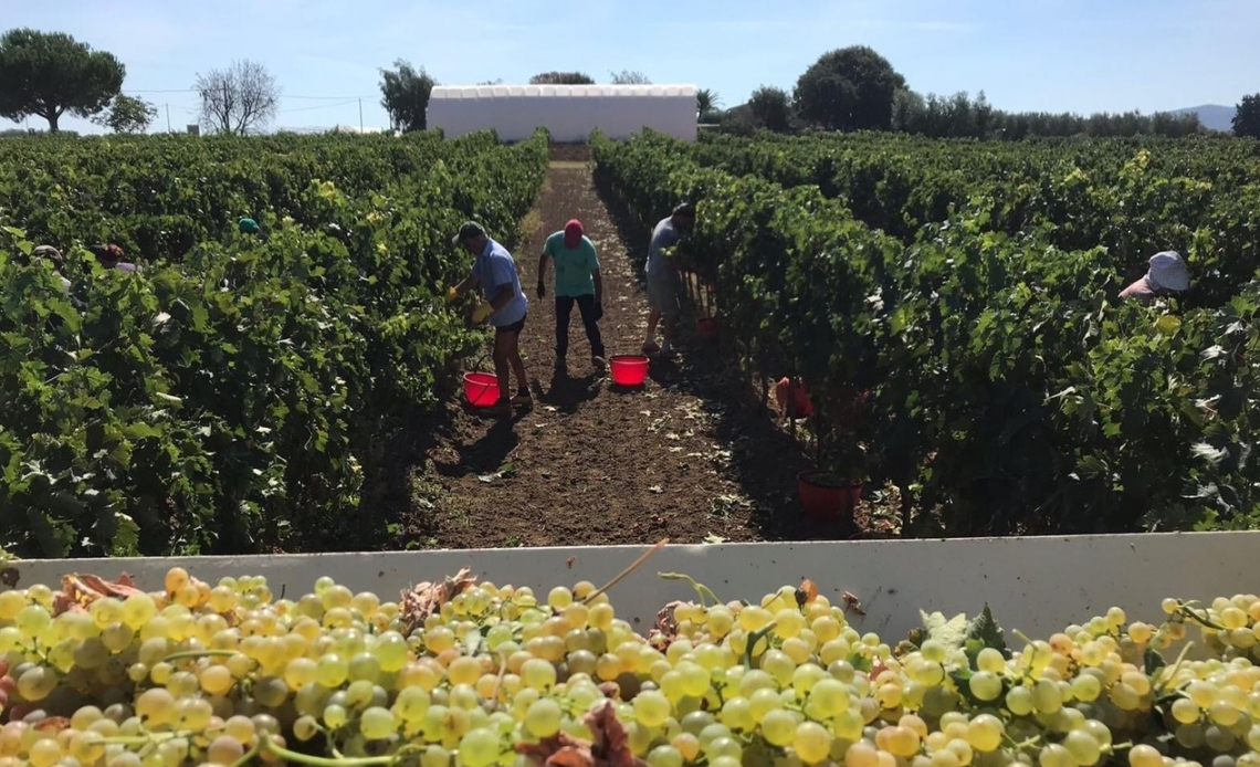 I vini cooperativi possono oggi competere con i marchi più rinomati