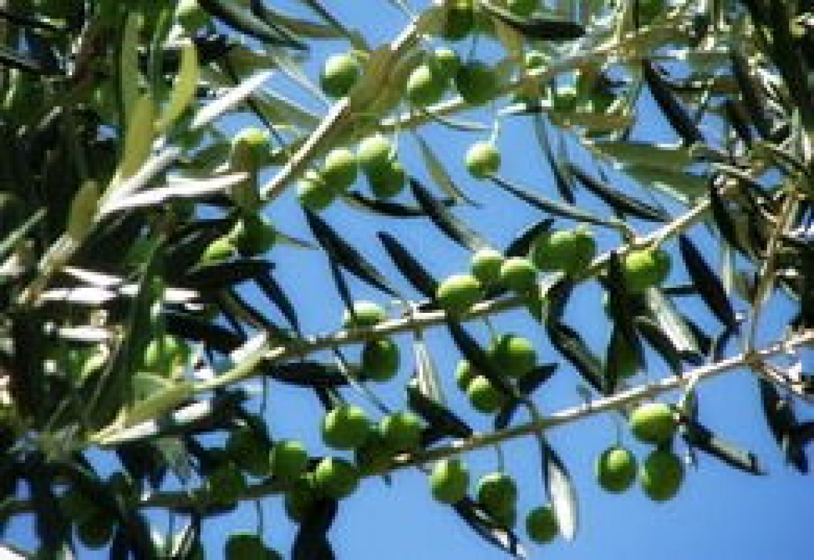 l-uso-di-diverse-fonti-di-fertilizzante-fogliare-di-potassio-sulla