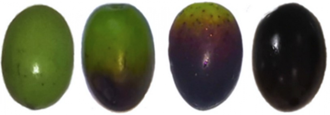 Metaboliti primari e secondari nelle olive di Leccino