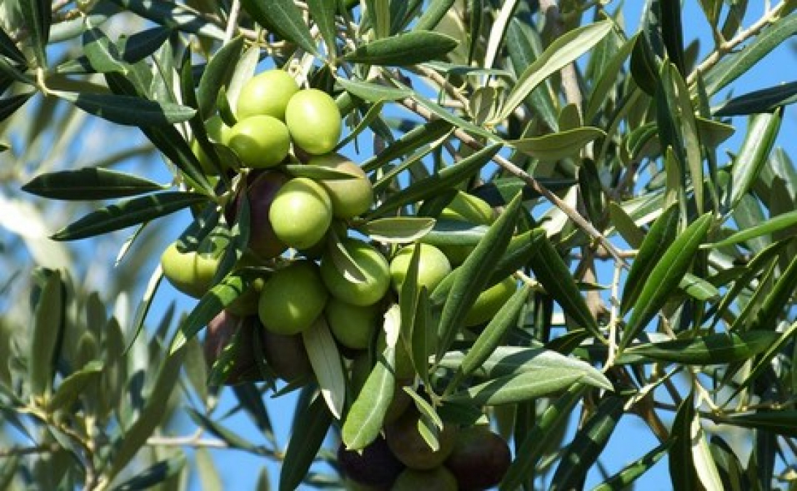 Una fertilizzazione azoto-potassica dell'olivo durante l'estate riduce il peso dei frutti