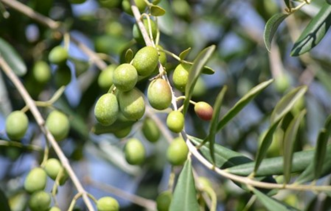 Crollo della produzione di olio d'oliva italiano quest'anno