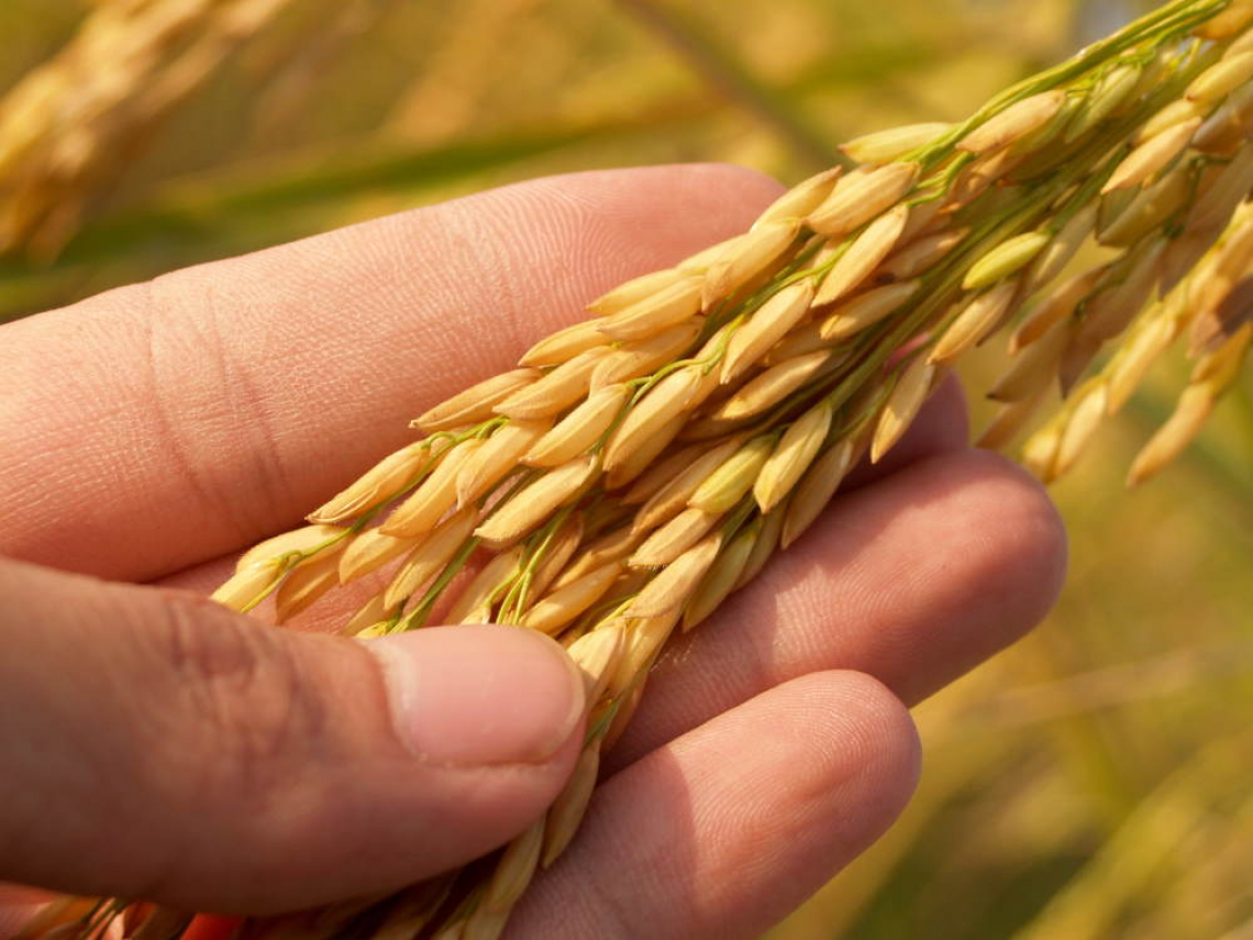 Grano duro e orzo: più produzione e meno fertilizzanti col genome editing