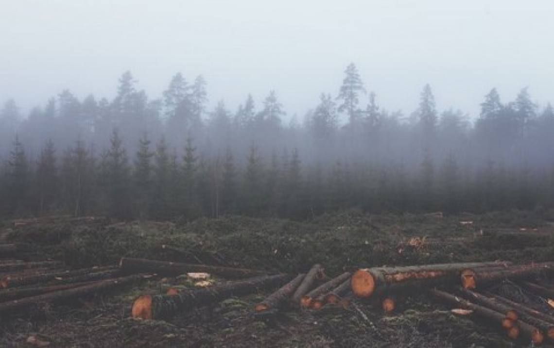 Il Parlamento europeo decide lo stop al cibo coltivato in aree deforestate