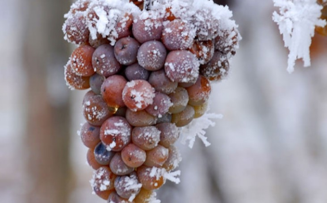 Addio agli icewine: gli inverni sono troppo miti