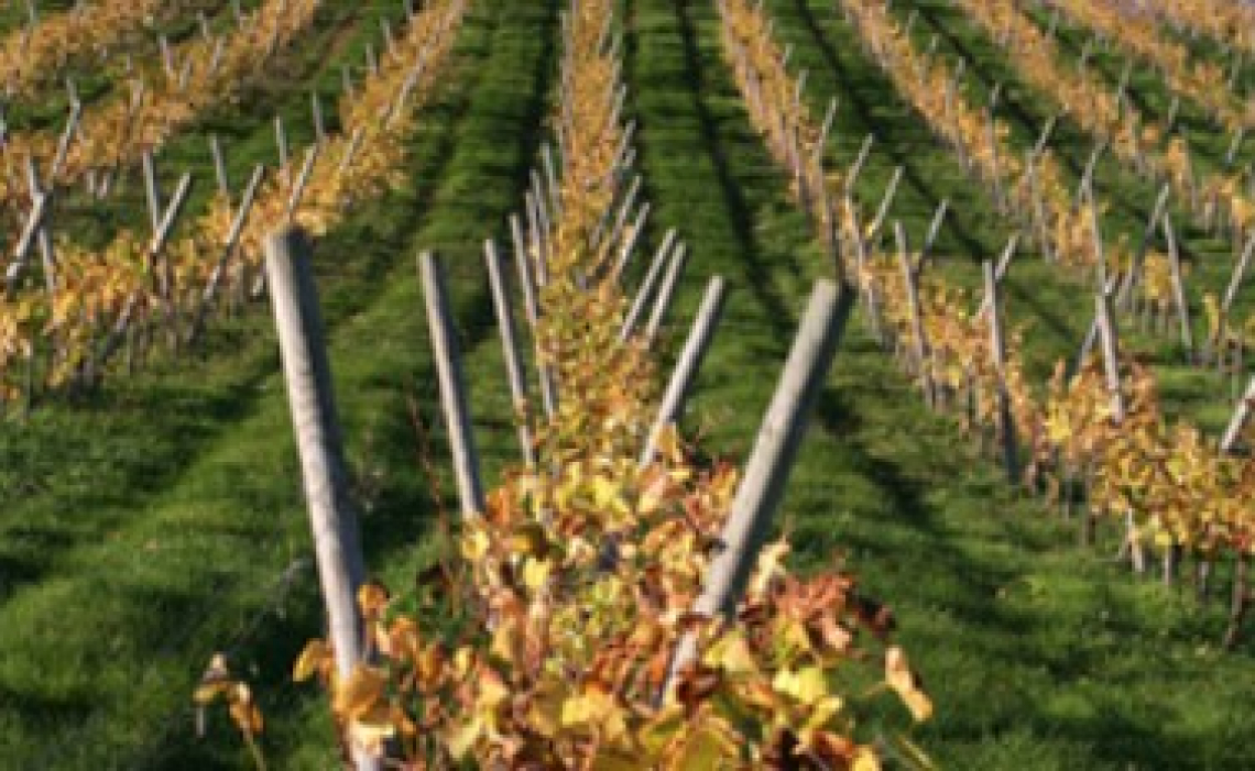 L'Abruzzo candidata come regione vinicola dell'anno di Wine Enthusiast
