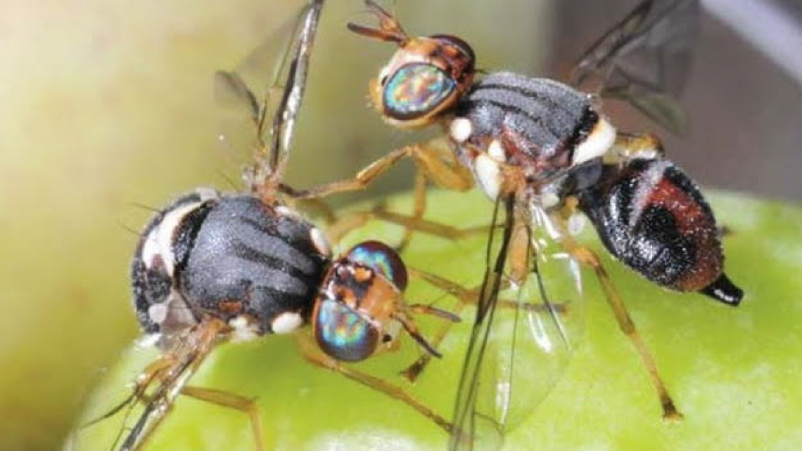 Strategia di difesa push-pull contro la mosca delle olive