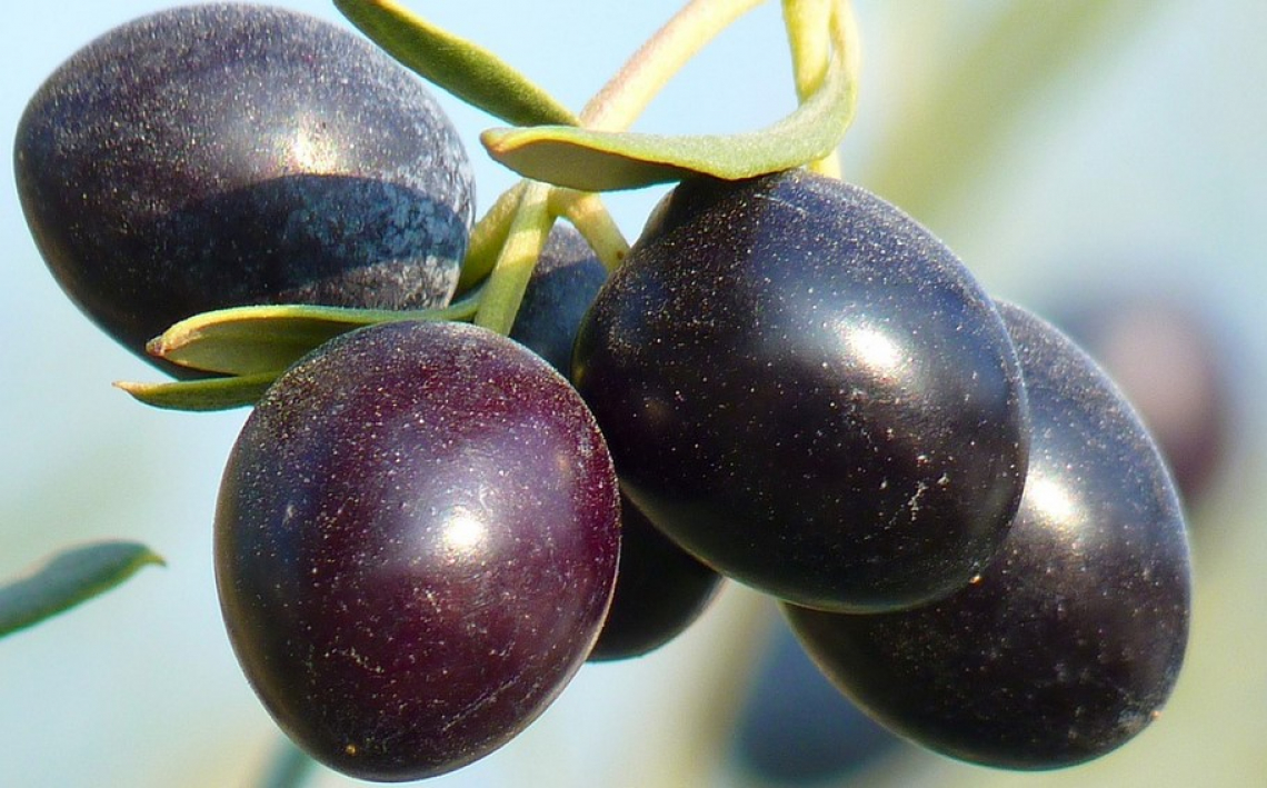 La temperatura ideale per conservare le olive prima della frangitura