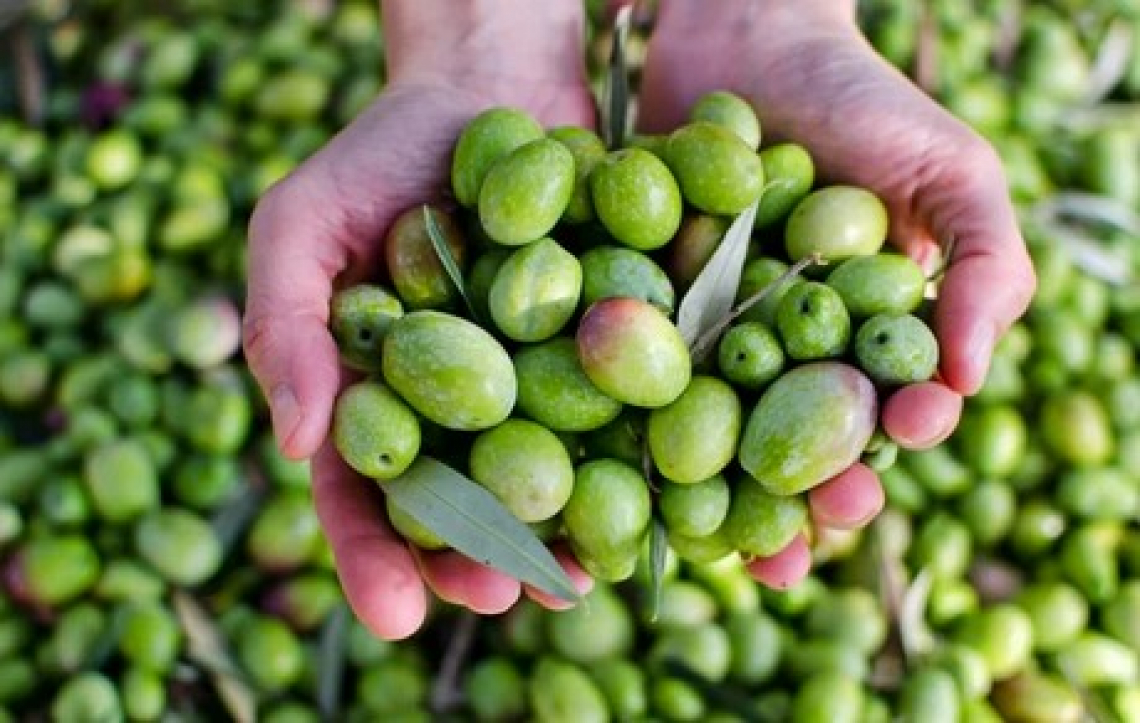 Attenti alle fertilizzazioni fogliari con azoto e boro se volete produrre olio extra vergine di oliva di alta qualità