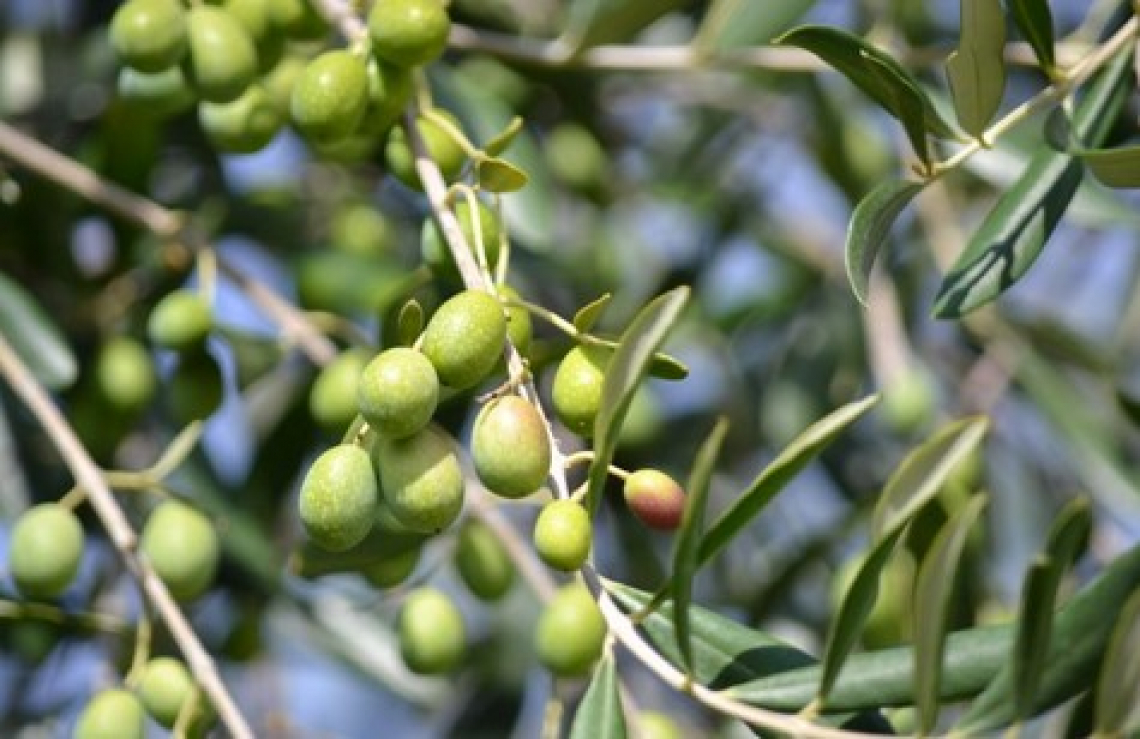 Colture intercalari in oliveto per migliorare la qualità del suolo