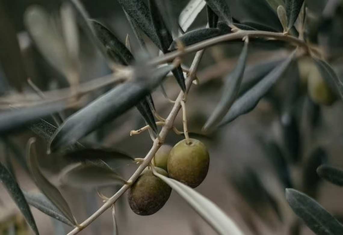 Usare l’etephon per aiutare la raccolta delle olive ha importanti controindicazioni