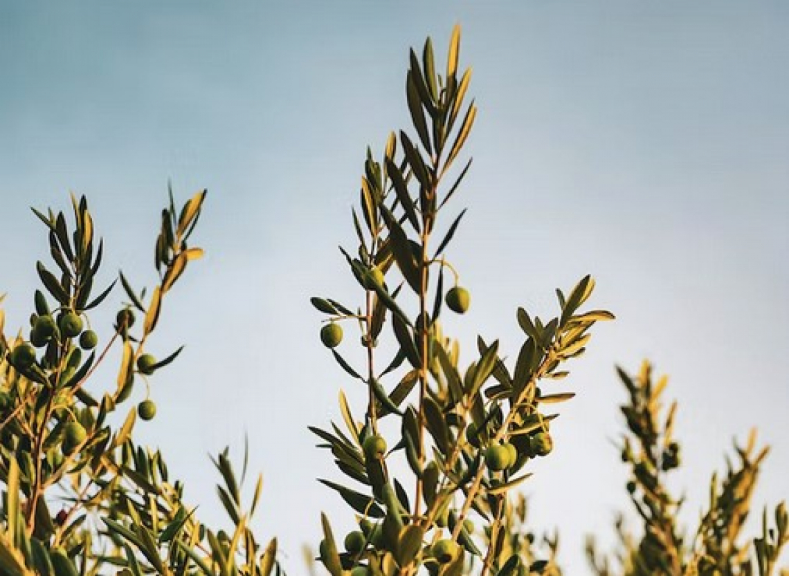 L’ampia variabilità di contenuto di vitamina E nell’olio extra vergine di oliva