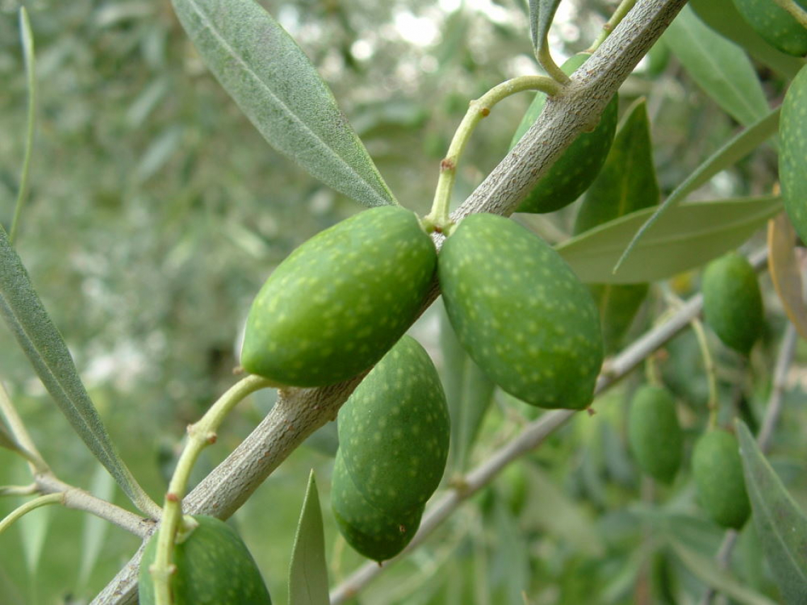 Lo sviluppo dell’oliva entra nella fase critica: luce e temperatura influenzano quantità e qualità dell’olio