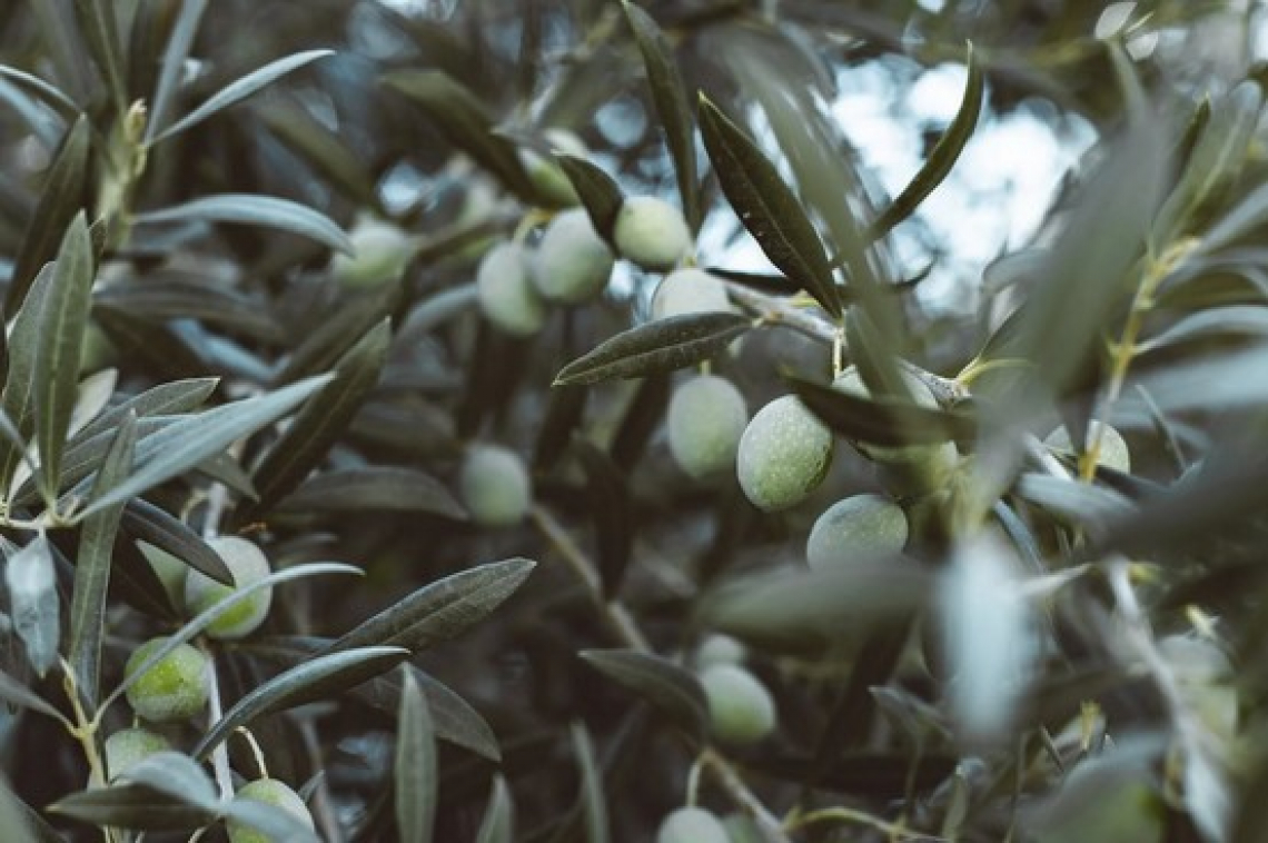 Il Molise modello per il futuro dell'olivicoltura italiana?