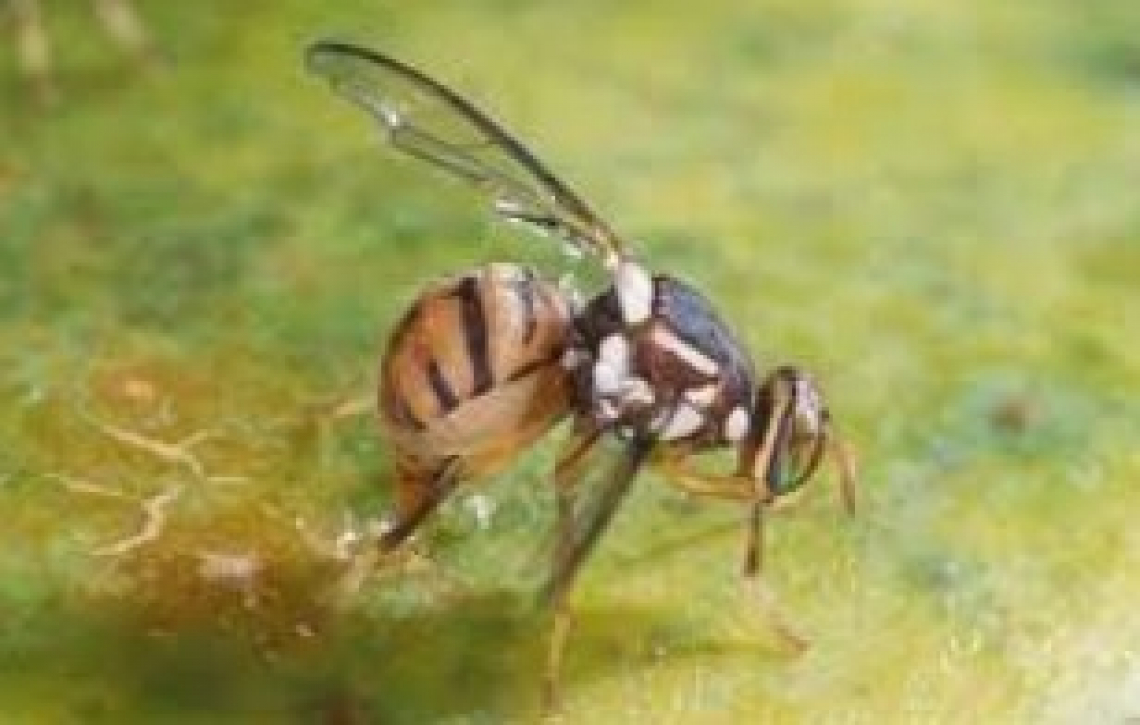 La resistenza della mosca delle olive allo spinosad (Spintor Fly)