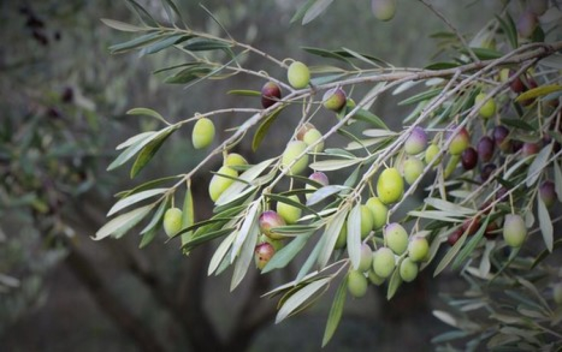 Ammendanti ricchi di zeolite per ridurre l’uso di fertilizzanti azotati in oliveto