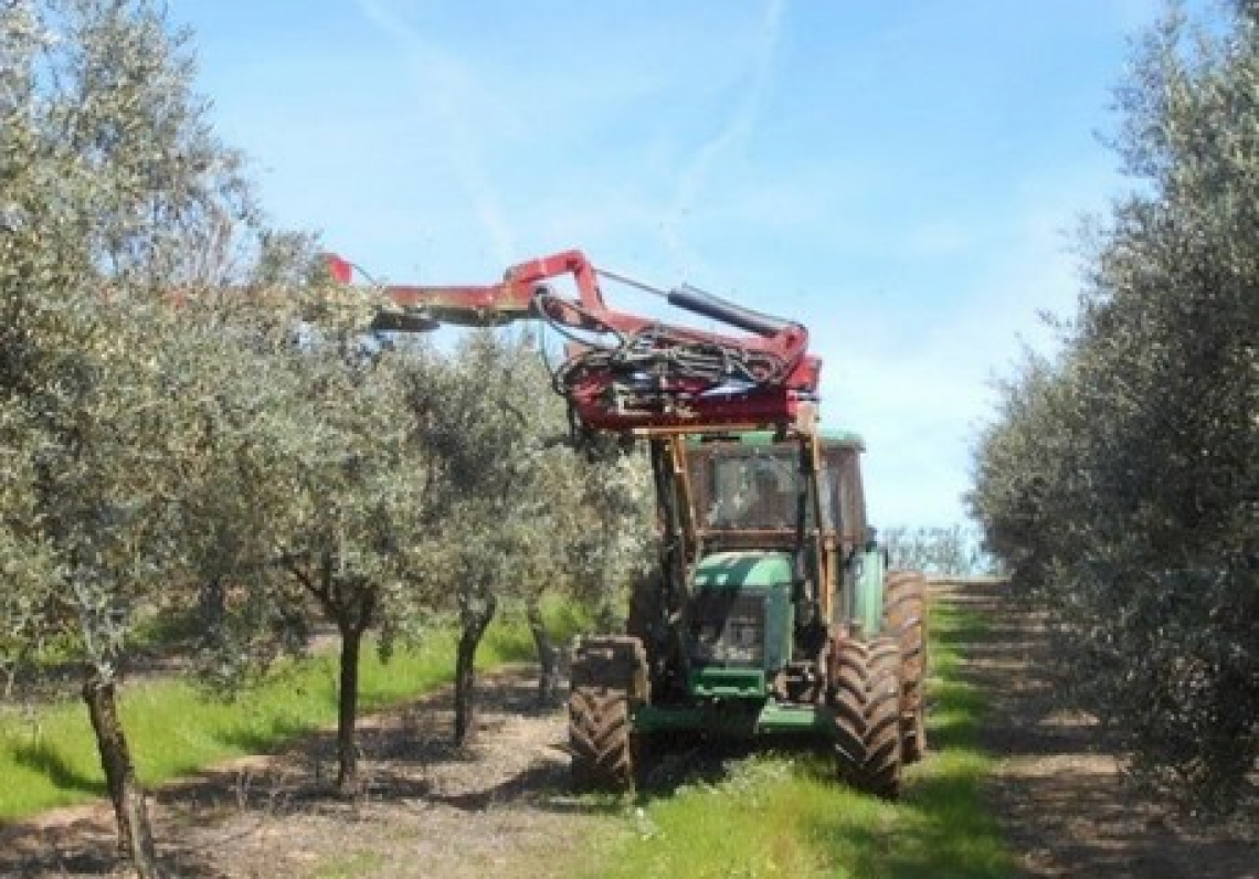 Gli effetti sulla produttività dell’olivo di una potatura meccanica per 14 anni