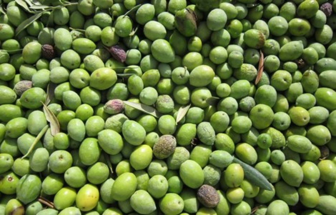 La raccolta meccanica preserva le olive e la qualità dell’olio