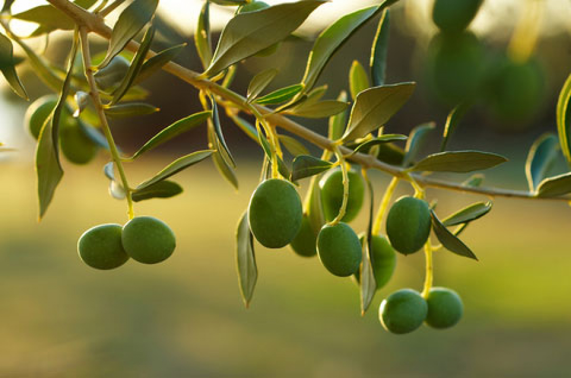 Un drone per impollinare l'olivo