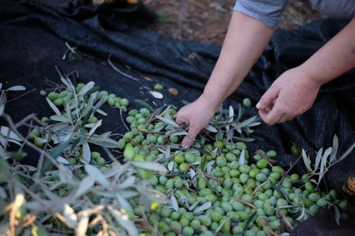 Utilizzare l’Ethrel può ridurre la forza di distacco delle olive e aumentare l’efficienza di raccolta