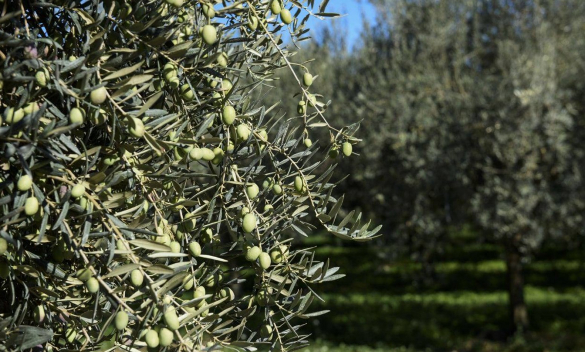 Salvare gli olivi dall'abbandono e dal degrado
