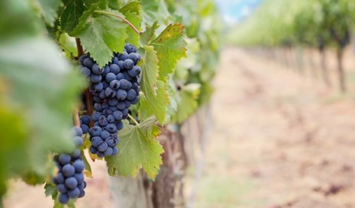L’effetto del deficit idrico e del portainnesto sull’aroma dei vini Sangiovese e Merlot