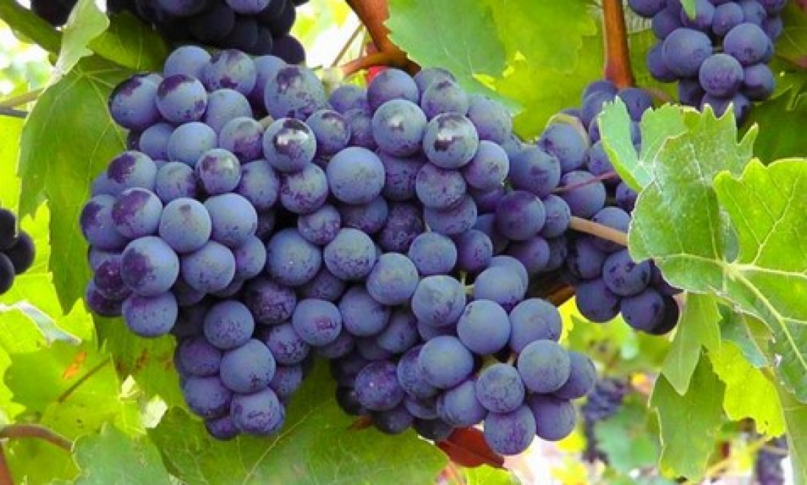 Ottima annata per il Trentino vitivinicolo