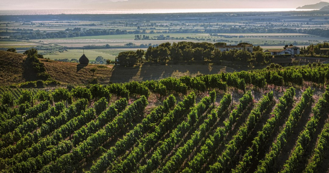 Ottima vendemmia per la Maremma toscana