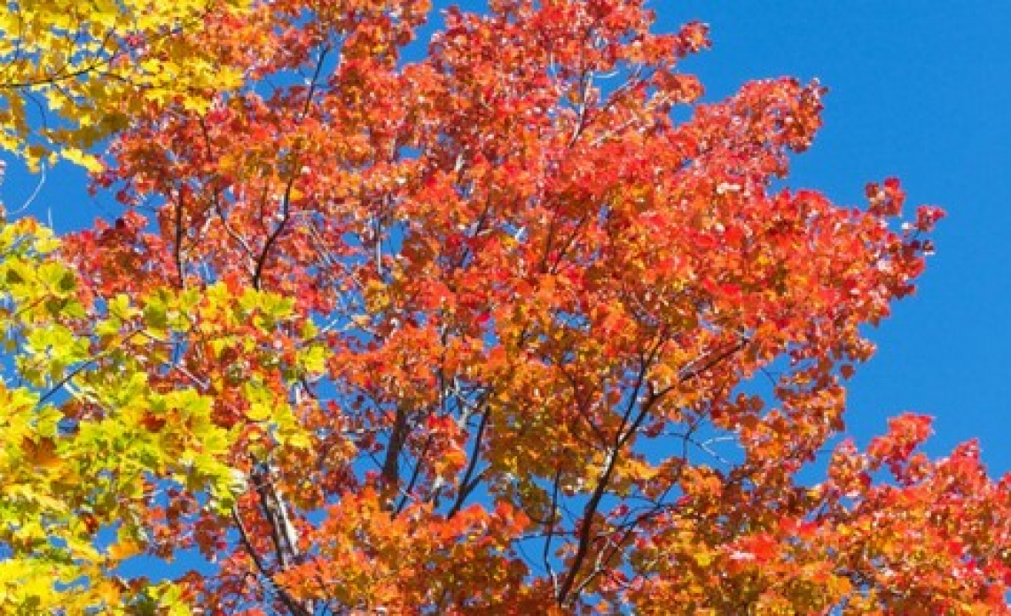 Caldo anomalo nel mese di ottobre: le indicazioni degli esperti