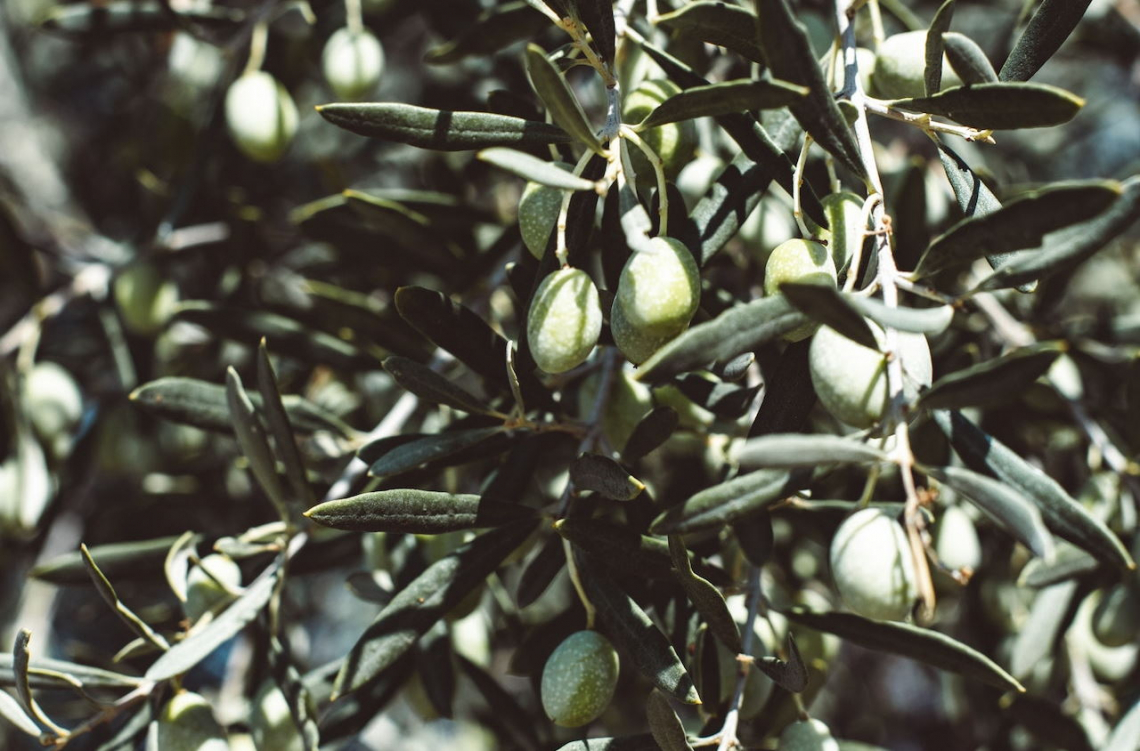 Le varietà di olivo italiane più sensibili al caldo, che possono produrre oli fuorilegge