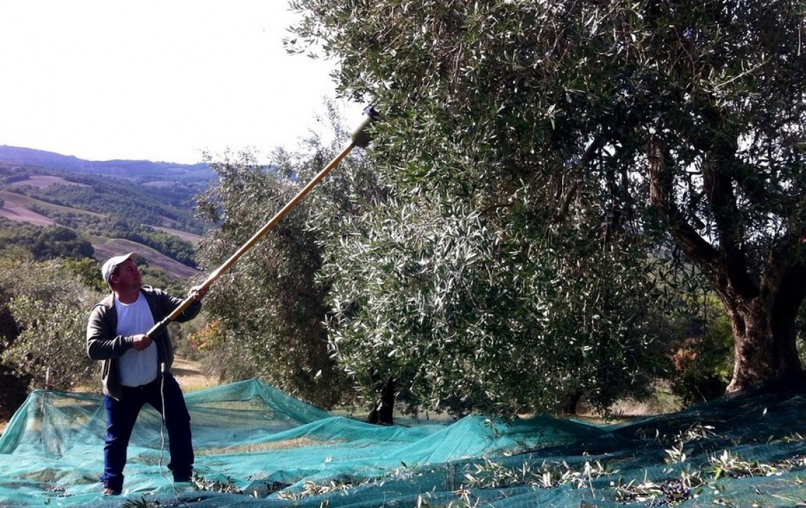 I migliori abbacchiatori elettrici per olive che riducono gli sforzi per gli operatori
