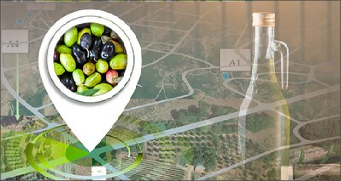 La firma geochimica del suolo si trasferisce alle olive