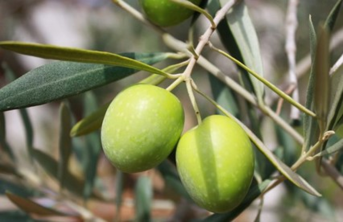 L’influenza degli abbassamenti termici sulla composizione in acidi grassi dell’olio extra vergine di oliva