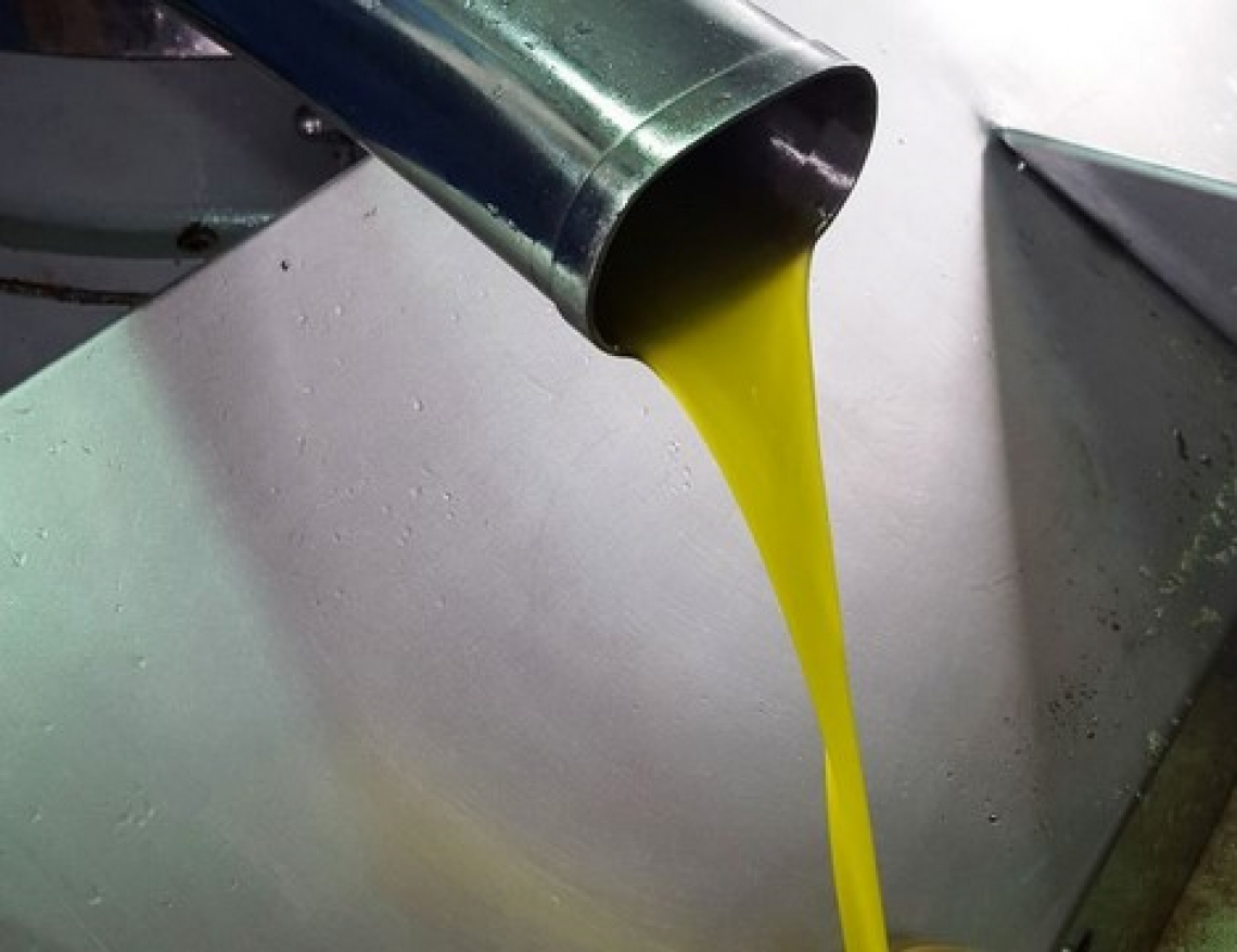 L’origine microbiologica dei difetti sensoriali dell’olio extra vergine di oliva