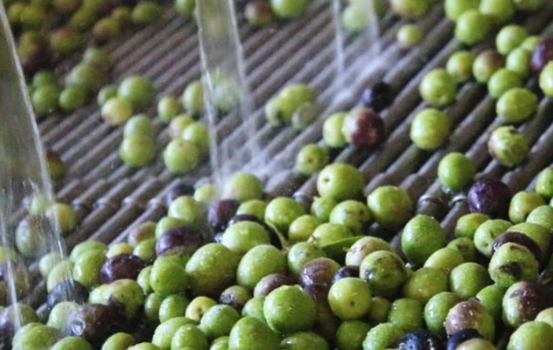 Utilizzare acqua fredda durante il lavaggio delle olive migliora la qualità dell’olio extra vergine di oliva