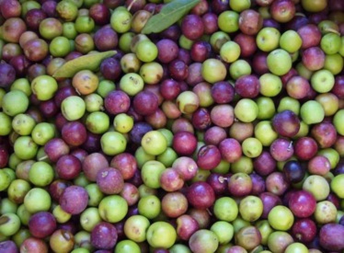 L’andamento degli steroli durante la maturazione delle olive