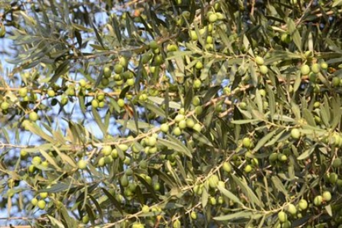 Quale è la migliore forma di allevamento per l’olivo?